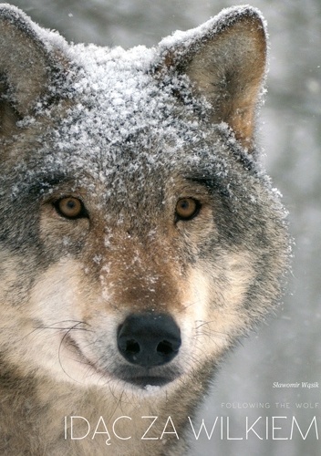 Sławomir Wąsik - Idąc za wilkiem