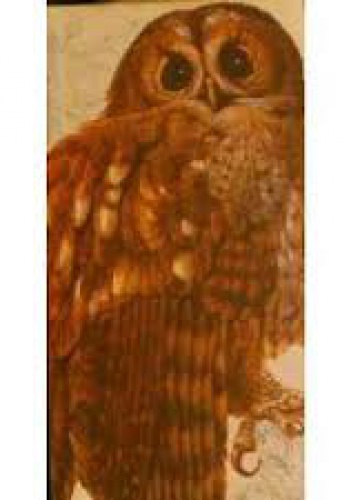 Okładka:  - Book of British Birds